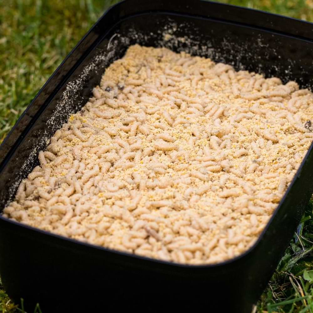 Guru Bait Box 5,3 PINTA Caja - Imagen 3