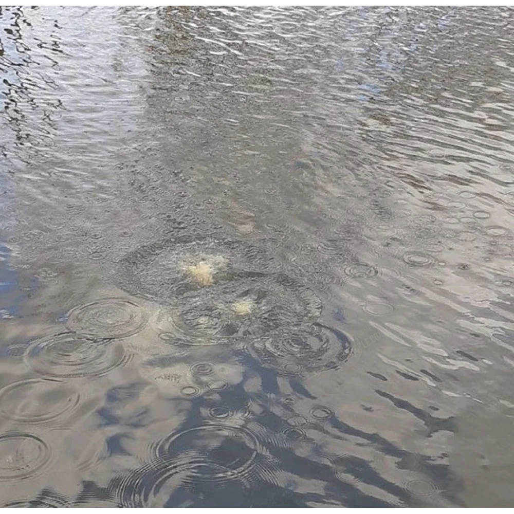 ENGODO ABLETTE - ALBURNO Champion Feed - Imagen 5